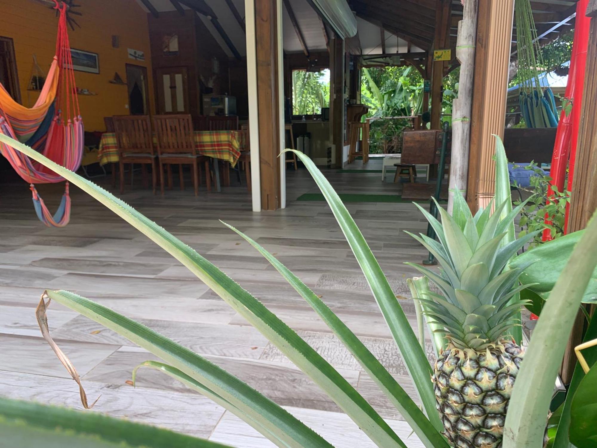 Les Ilets Caraibes Vue Mer Bouillante Extérieur photo